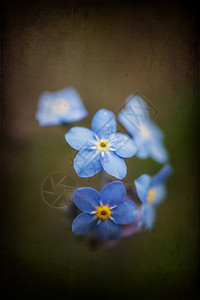 美丽的忘记春天的花与纹理Vignette效果增加图片