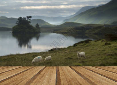 羊群日出景观与山湖的背景美丽的日出反映平静的湖泊景观与木制木板地板图片