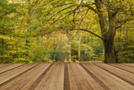 美丽充满活力的金秋秋天森林景观与木制木板地板图片