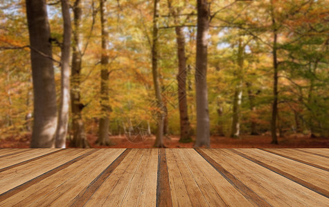 美丽的景观形象,森林覆盖秋天的颜色与木板地板图片