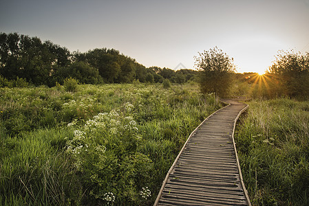 小径穿过野生草甸日出景观图片