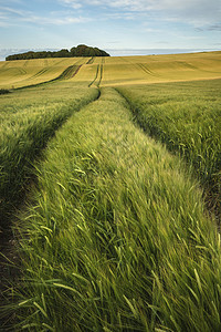 夏季景观覆盖农业农田的作物图片