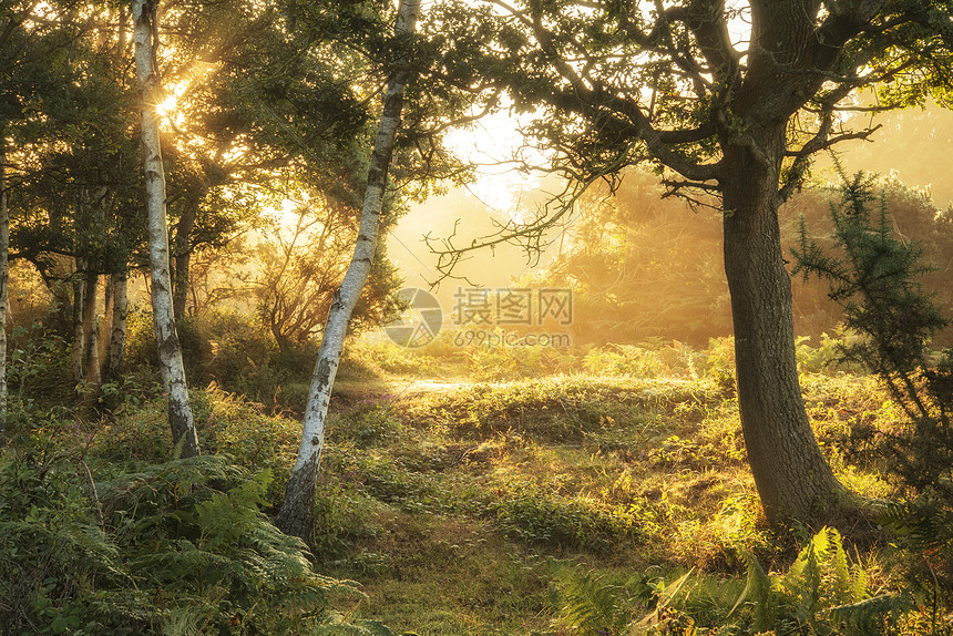 雾蒙蒙的新森林乡村令人惊叹的日出景观图片