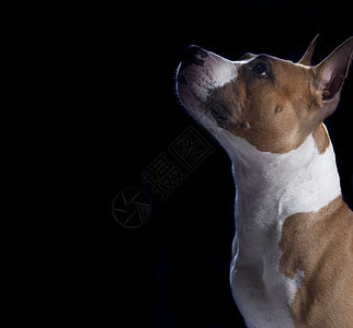 美国斯塔福德郡猎犬被隔离黑色背景上图片