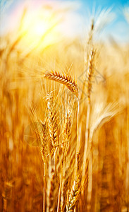 世界粮食夏天的金色麦田背景