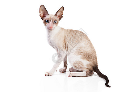 科尼什雷克斯小猫隔离白色背景图片