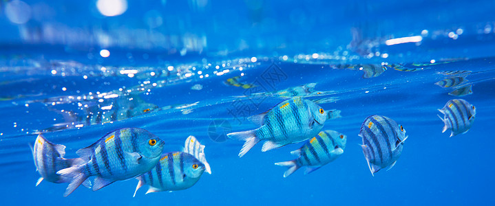 肥肠鱼埃及红海的珊瑚鱼背景