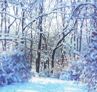 公园的冬天场景图片