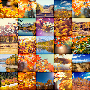 秋天的橙色拼贴图片