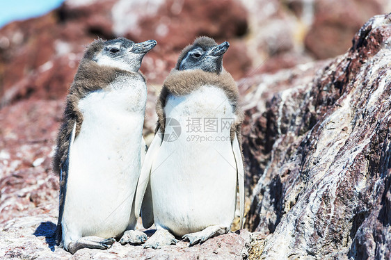 巴塔哥尼亚的麦哲伦企鹅巴塔哥尼亚图片