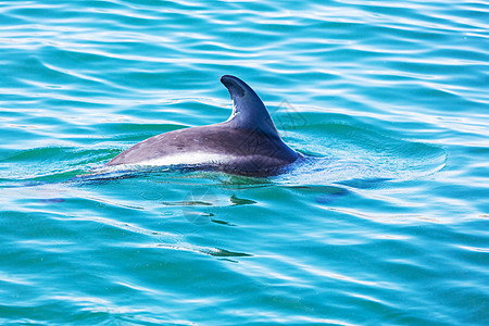 阿根廷海洋中的海豚图片