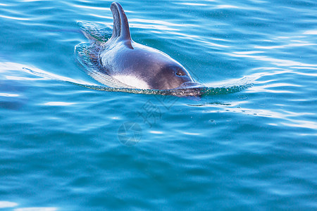 阿根廷海洋中的海豚图片