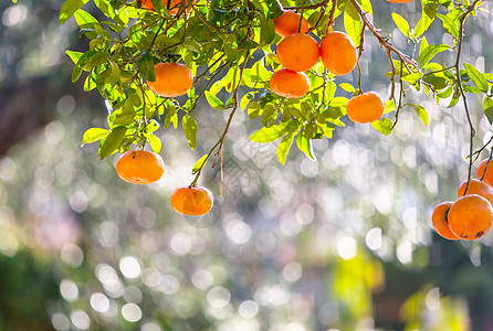 市场上的橘子图片