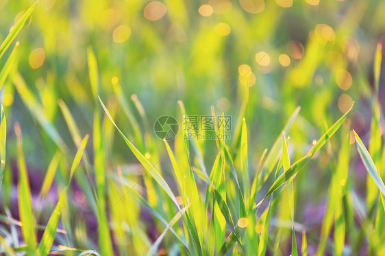 青草青芳草图片