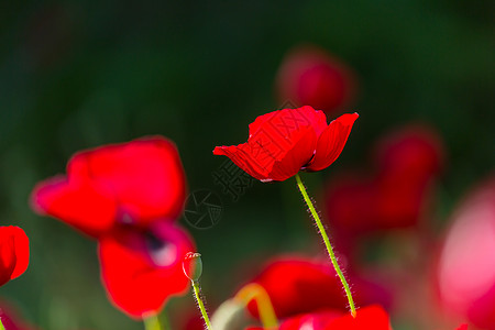 植poppy的名词复数图片