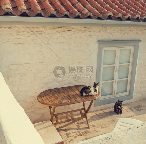 希腊猫图片