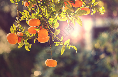 花园里的橘子图片