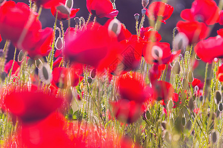 植poppy的名词复数图片