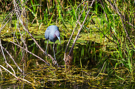 蓝鹭大沼泽地NP,佛罗里达州图片