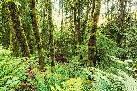 植被茂密的雨林图片