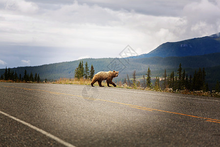 灰熊走过加大的条公路图片