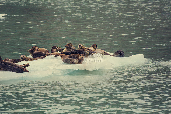 阿拉斯加塞沃德的海港海豹图片