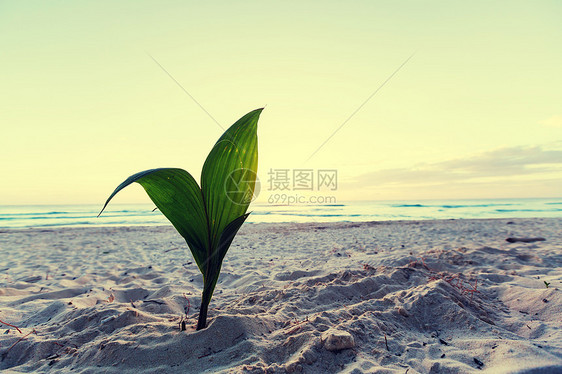 海滩上的小棕榈树图片