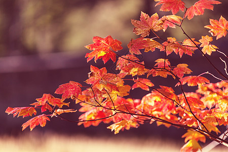 秋天季节五颜六色的叶子图片