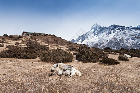 背景上的牦牛山脉,珠穆朗玛峰地区,喜马拉雅图片