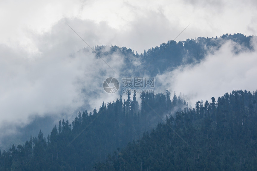 雾云中的树,喜马拉雅图片