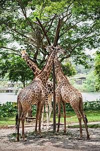 长颈鹿GiraffaCamelopardalis种非洲甚至蹄类哺乳动物,现存陆地上最高的活动物物种,也最大的反刍动图片