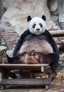 非常大的熊猫放松,看来很趣图片