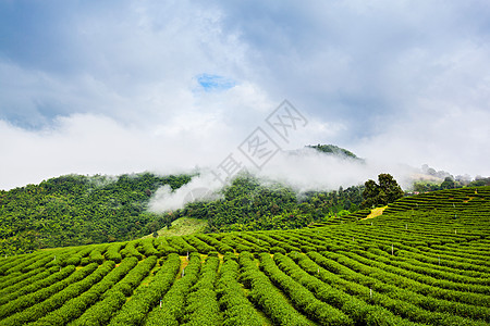 泰国北部江腊省梅沙龙茶园图片