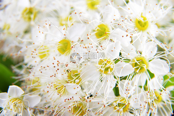 盛开的灌木绣球花的白花图片