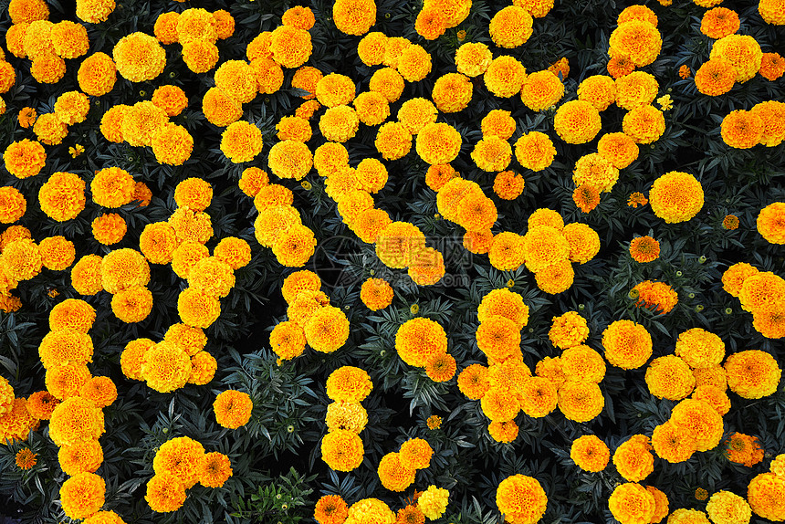 城市公园大花坛上阳光明媚的万寿菊图片