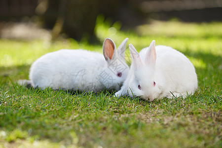 两只趣的白兔草地上图片