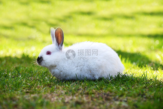 趣的白兔草地上图片