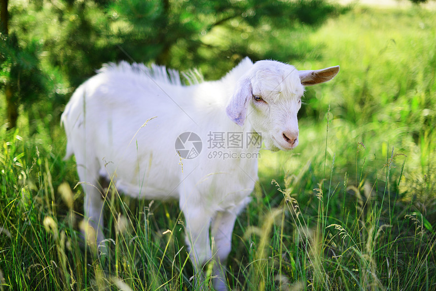 白色山羊草地上吃草图片