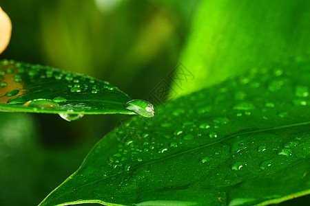 水滴绿色植物的叶子上图片