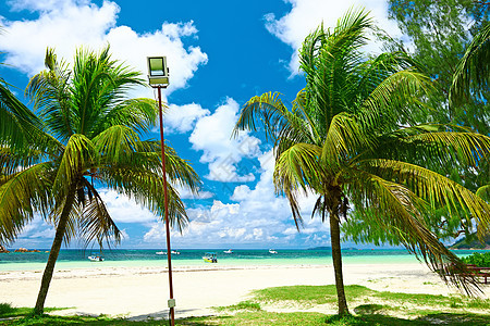 美丽的海滩与棕榈树塞舌尔,普拉斯林,图片