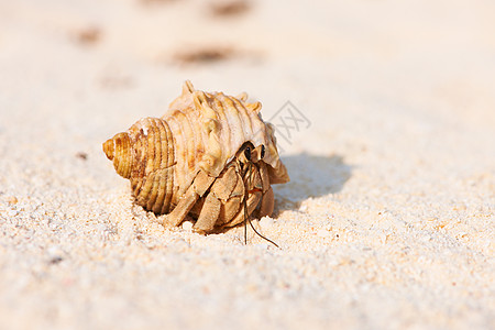 马尔代夫海滩上的寄居蟹背景图片