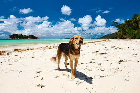 海滩上的狗塞舌尔,普拉斯林,科特DRsquo图片