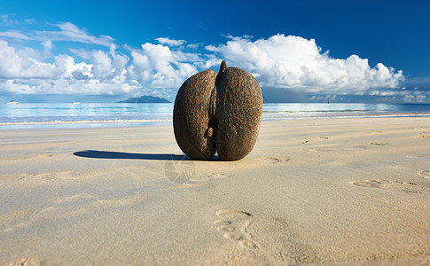 海洋椰子cocodemer塞舌尔群岛的海滩上图片
