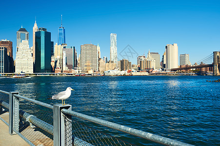 海鸥与曼哈顿天际线背景,纽约市专注于鸟高清图片