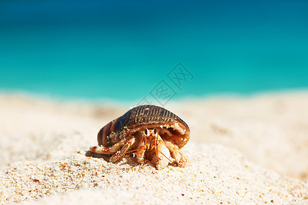 塞舌尔海滩上的寄居蟹图片