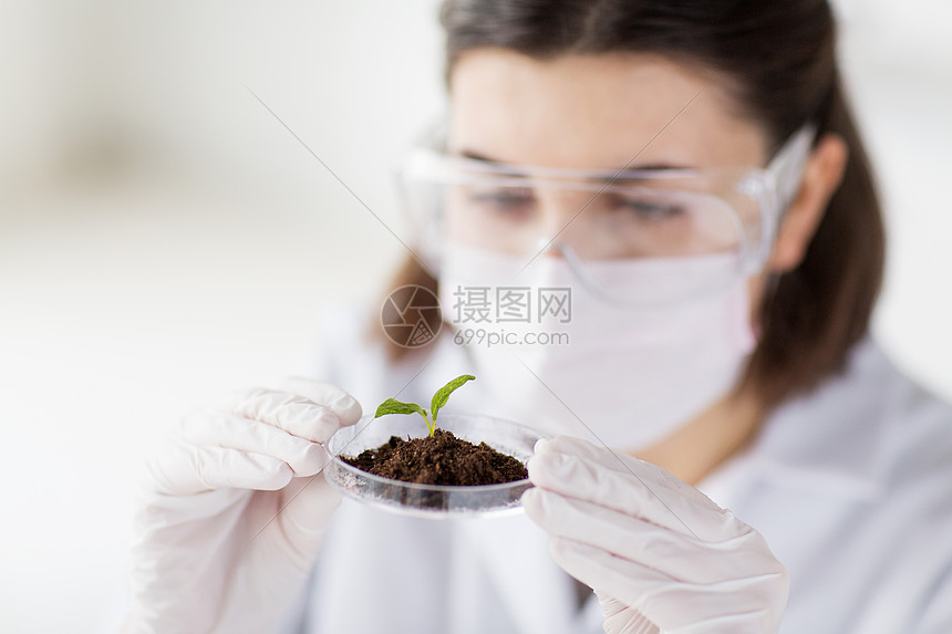 科学生物学生态学研究人的生物实验室中,轻的女科学家戴着带植物土壤样品的保护具着培养皿图片