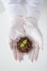 科学生物学生态学研究人的生物实验室用植物土壤样品握住培养皿的科学家手图片
