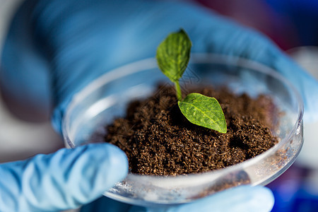 科学生物学生态学研究人的生物实验室用植物土壤样品握住培养皿的科学家手图片