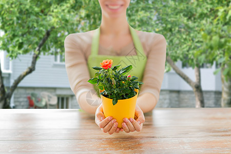 人,园艺花卉妇女的手玫瑰灌木花盆夏季的房子背景图片