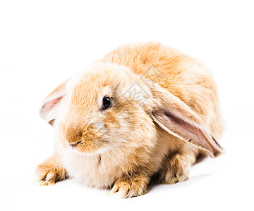 可爱的红兔被隔离白色的背景上可爱的红兔子图片